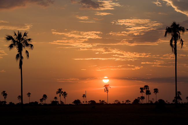 Palm tree sunset over Makalolo
