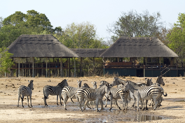 Zebras at the waterhole in front of camp