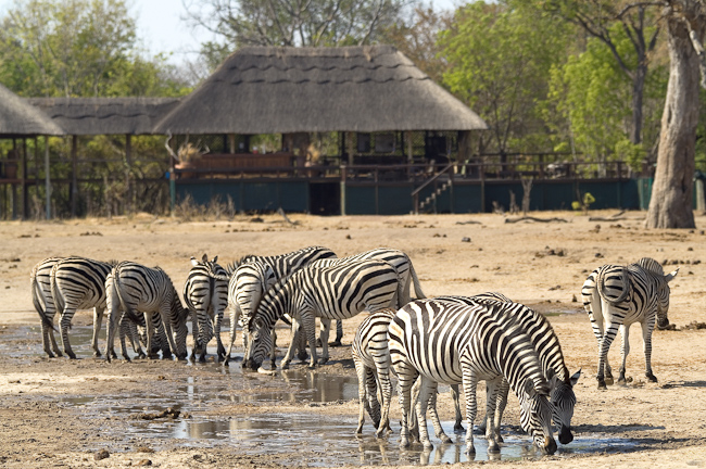 Zebras at the Makalolo waterhole