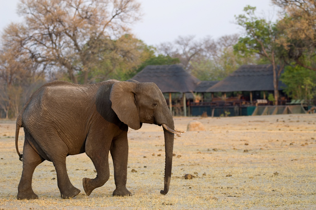 Elephant in front of the camp