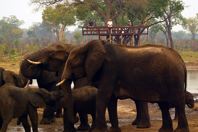 Watching elephants from the raised platform