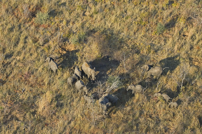 Elephant herd at Makalolo