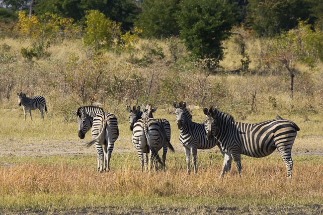 Zebras on the plain