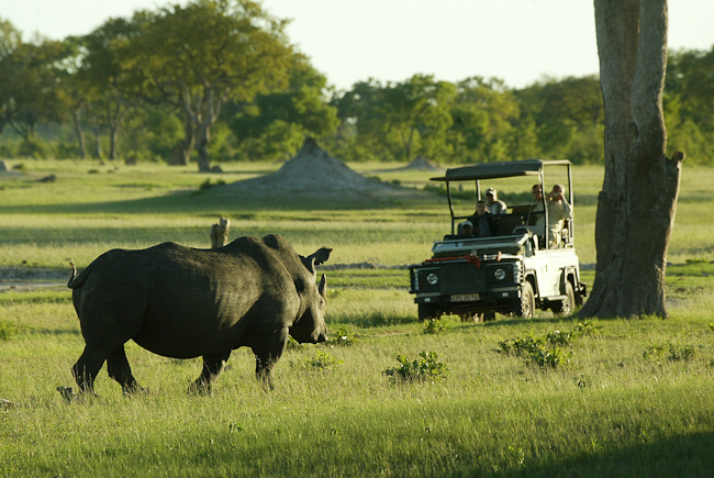 White Rhino at Makalolo