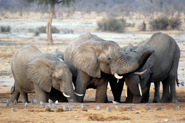 Elephants digging for fresh water