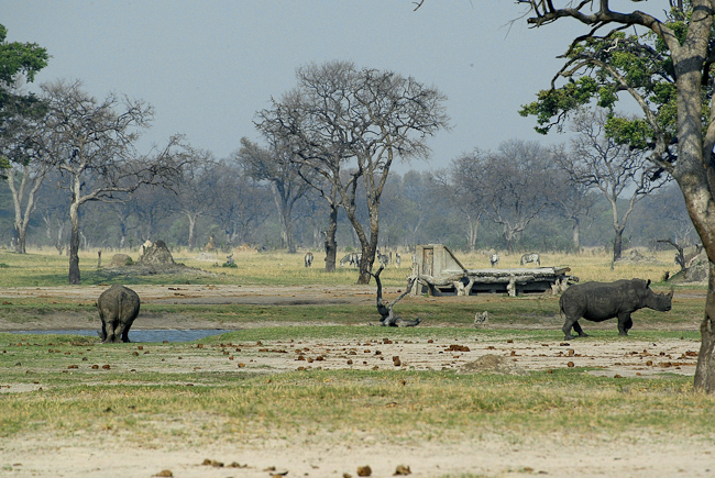 Rhinos near the hide