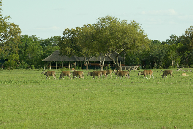Eland in front of the camp