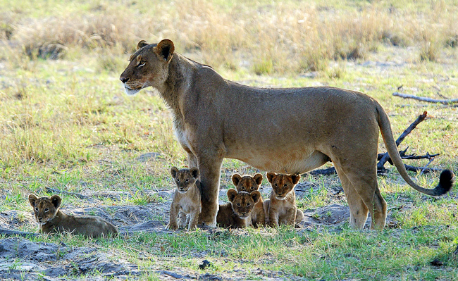 Lioness with young cubs