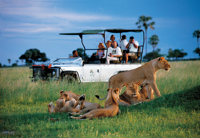 Lion pride at Makalolo Plains, Zimbabwe