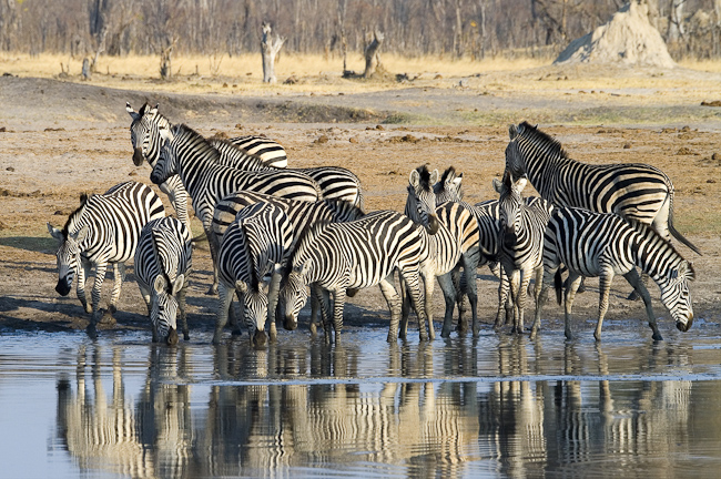 Zebras having a drink