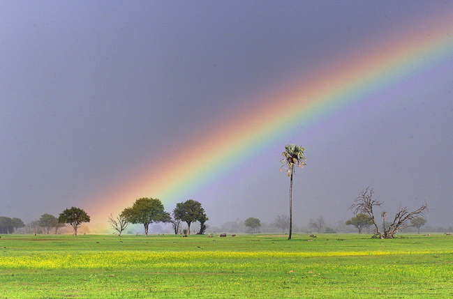 Makalolo rainbow