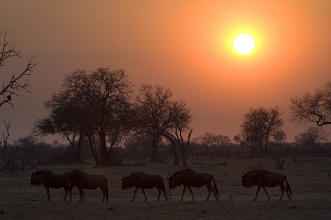 Wildebeests at sunset