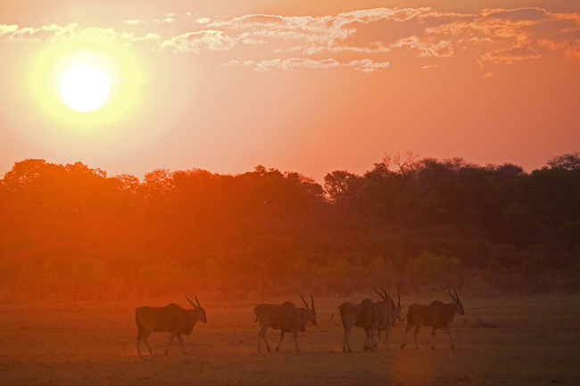 Elands at sunset