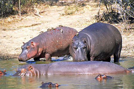 Hippos will welcome you to the Zambezi, their home 