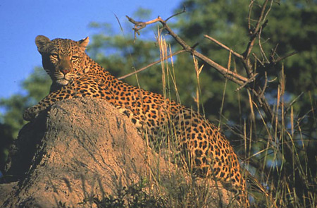 Leopard sighting on game drive at Matetsi