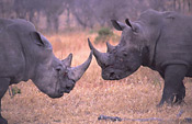 Two bull White Rhinos fighting for territory and mating rights