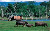 Hippos are very common and are regularly seen in front of camp