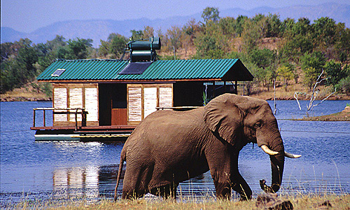 A bull Elephant in front of one of the guest chalets