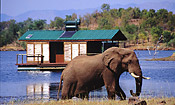 A bull Elephant in front of one of the guest chalets