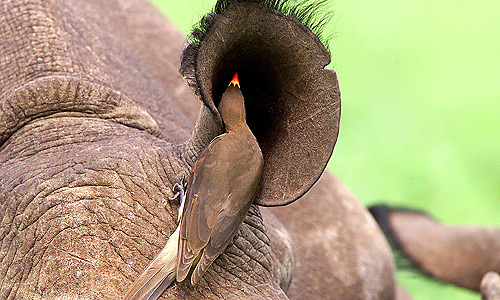 A Yellowbilled Oxpecker grooms a Black Rhino's ear 