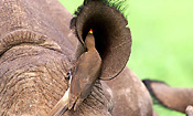 A Yellowbilled Oxpecker grooms a Black Rhino's ear