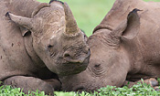 Matusadona is one of the last places to see Black Rhino