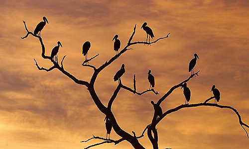 A flock of Openbilled Storks roosting in a dead tree 