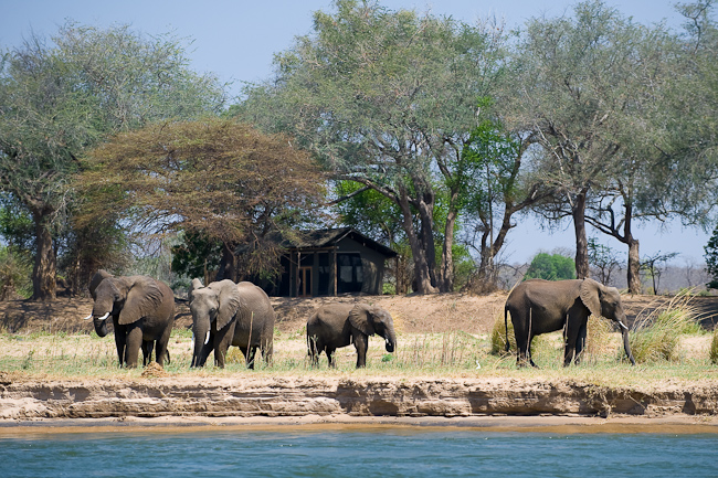 Elephants along the river bank in front of camp