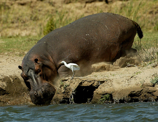 Hippos are plentiful