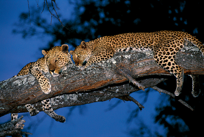 Two leopards at Ruckomechi Camp - a rare sighting