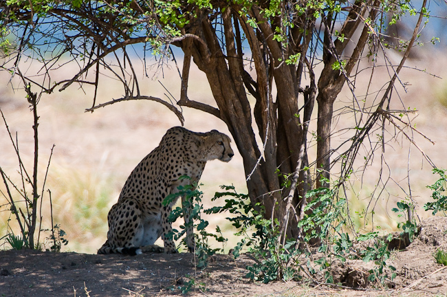 Cheetah hunting midday