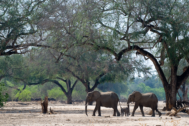 Elephants under the lovely Albida trees