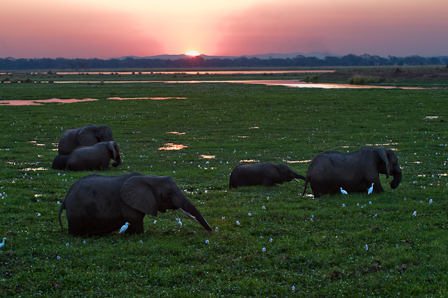 Elephants eating floating vegetation