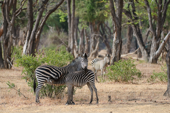 Zebras in the woodland