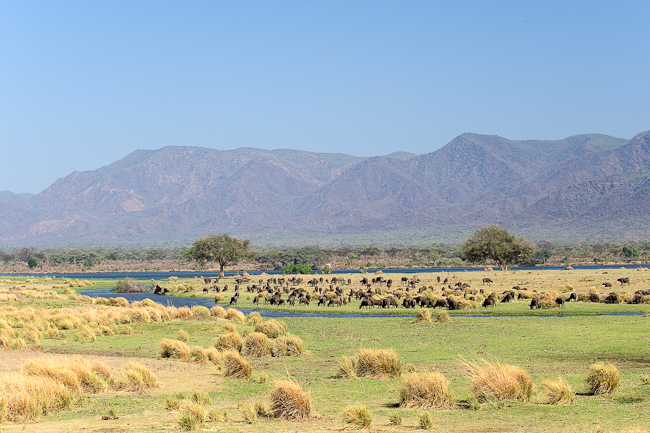 Buffalo grazing on the rich grass along the river