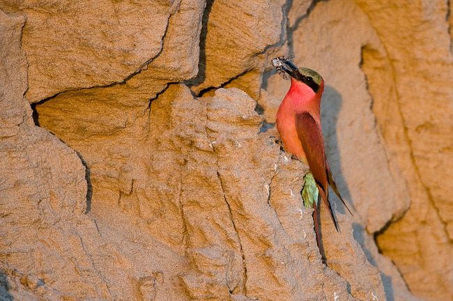 Carmine Bee-eater at his nest