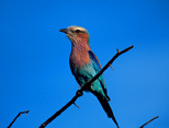 A lilacbreasted roller is one of Africa's loveliest birds