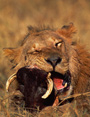 Zimbabwe's lions have a taste for warthog