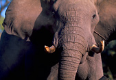 Elephants are one of Zimbabwe's biggest draws