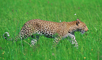 A leopard walks through fresh grass during the green season