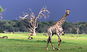 Giraffe in Hwange National Park