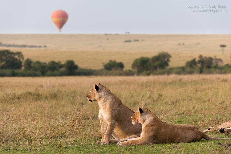 Lions in Kenya's Masai Mara - Copyright © Andy Biggs
