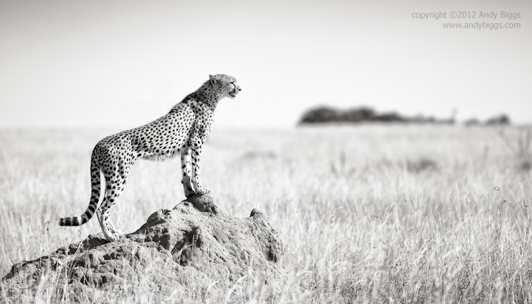 Cheetah in Kenya's Olare Orok - Copyright © Andy Biggs