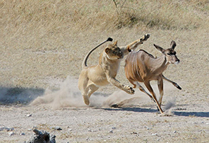 Lion and Kudu - Central Kalahari, Botswana
