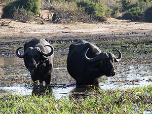 Buffalos in Moremi Reserve, Botswana