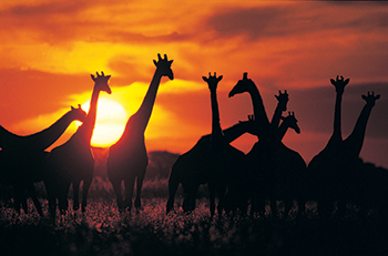 Giraffes - Kruger National Park