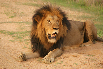Lion at Kruger National Park, South Africa