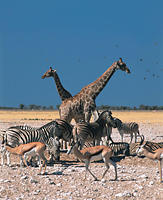 Wildlife in Etosha