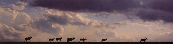 Eland herd on the Malawi horizon