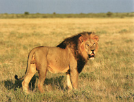 Kalahari lion - The Green Desert Expedition safari, Botswana